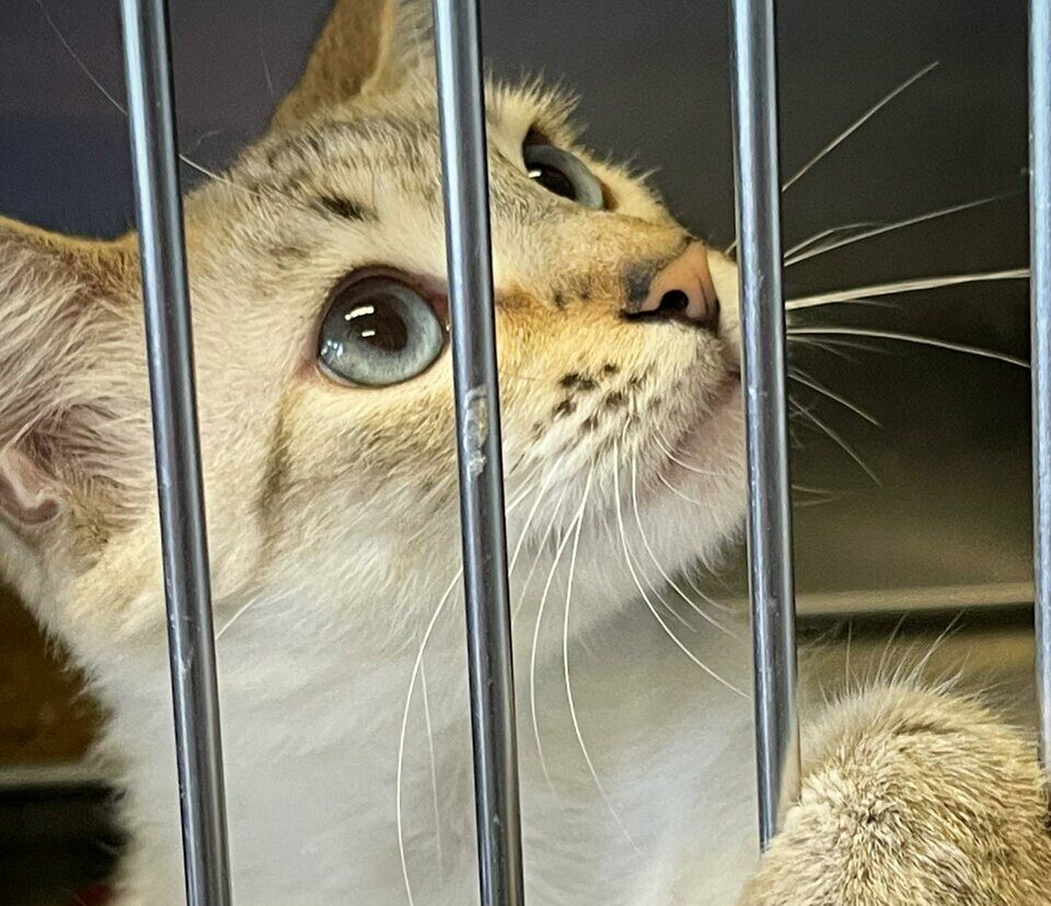 A close-up of a light-colored cat with blue eyes looking up from behind metal bars, as if in a cage or kennel. Its paw and face are pressed near the bars, and its expression appears curious or longing.
