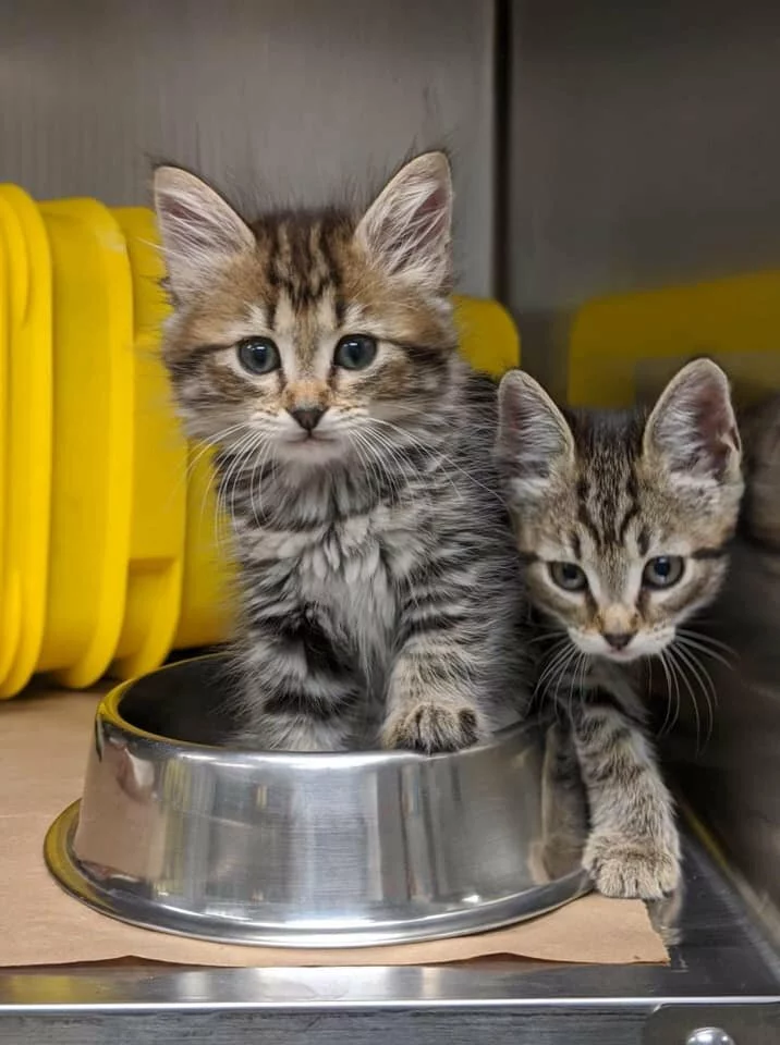 Tabby kittens sitting in a metal food dish.