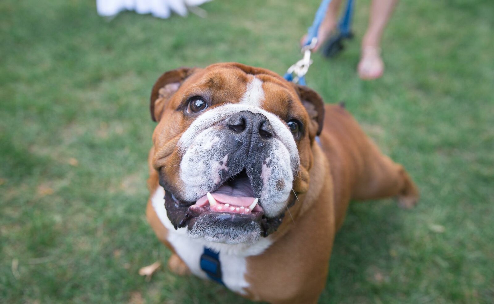 Bulldog sitting in grass