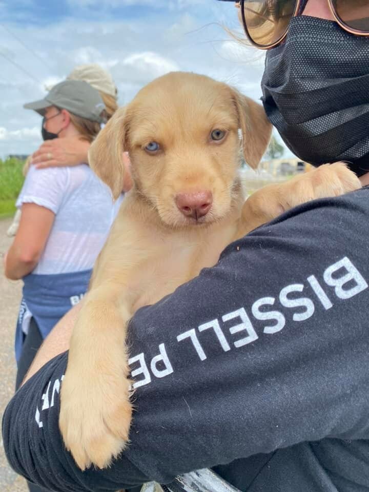 A person wearing a black mask and shirt holds a light brown puppy with blue eyes. Another masked person stands in the background on a cloudy day.