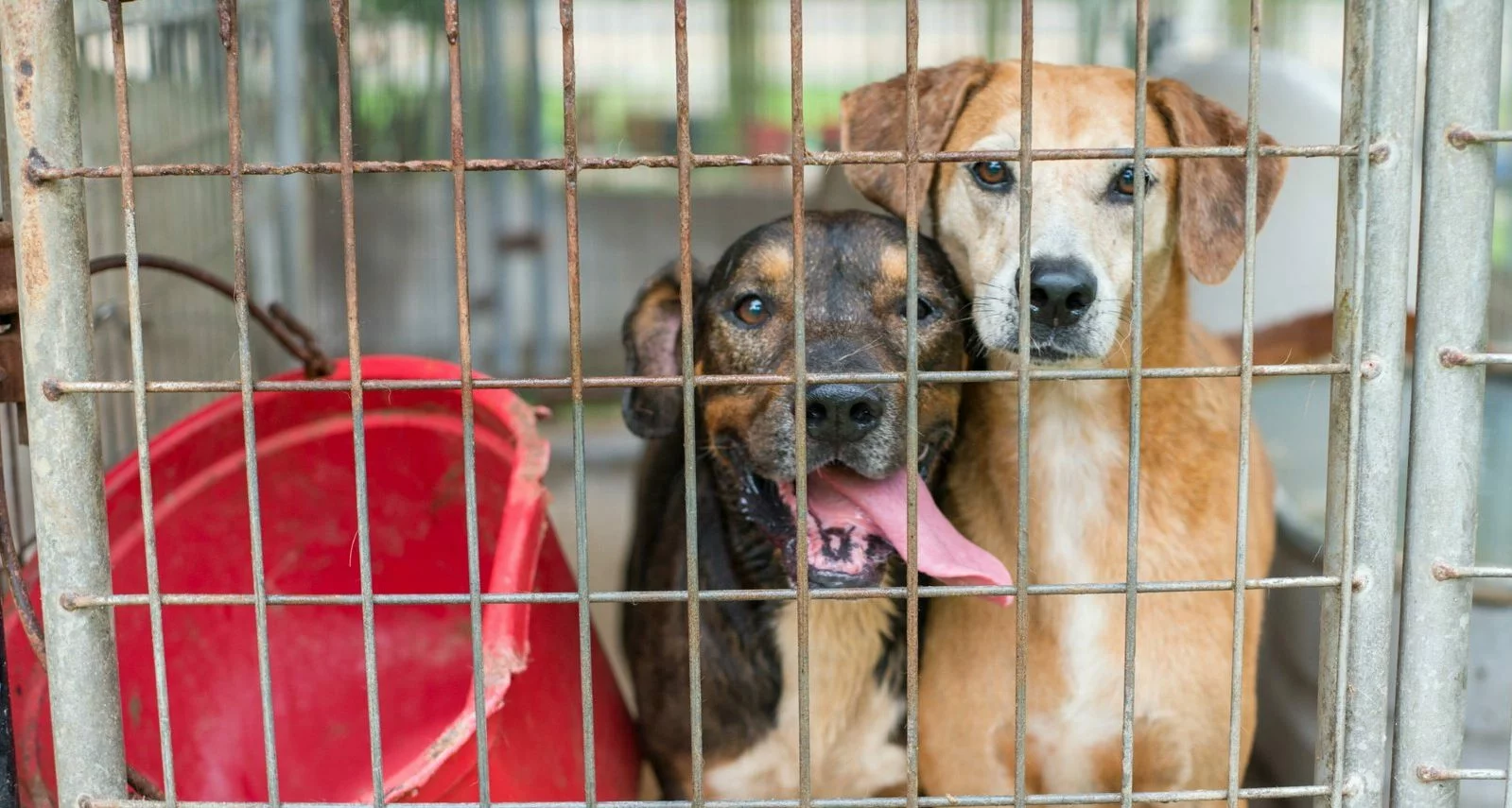 Two dogs in cage with empty bowl