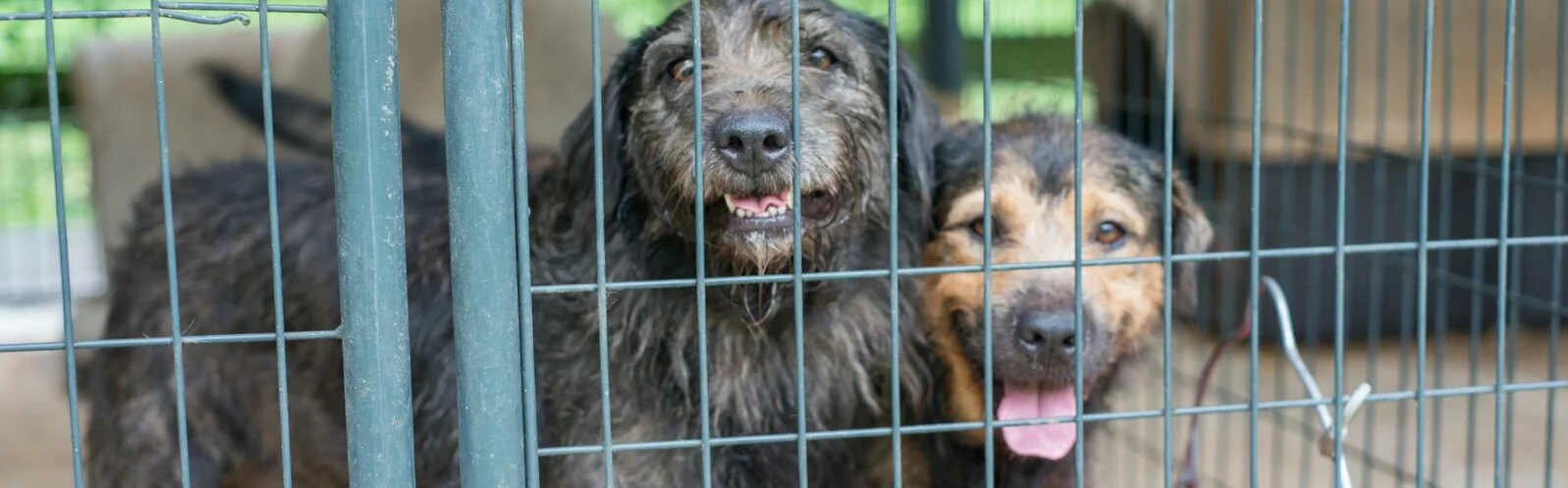 Two long-haired dogs behind cage