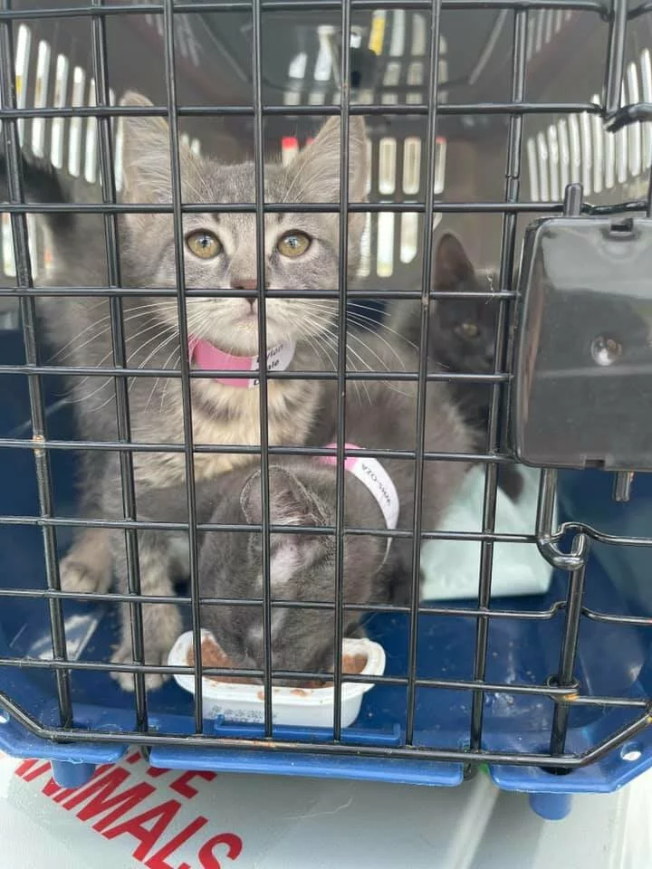 kitten in cage