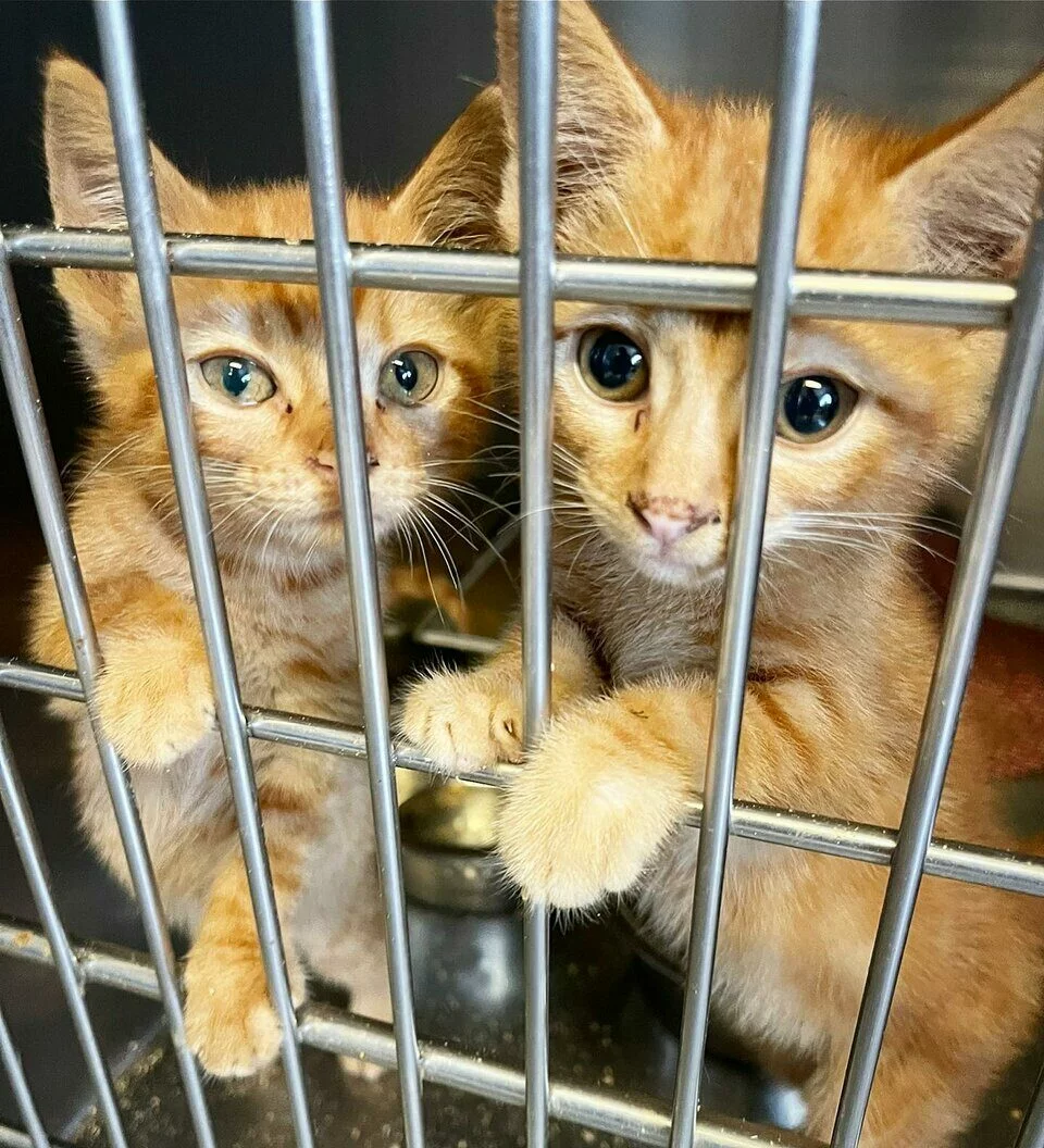 orange kittens in a shelter kennel
