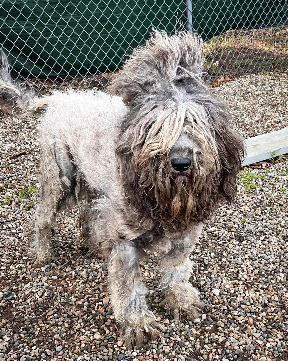 Doodle dog with matted fur saved from a puppy mill