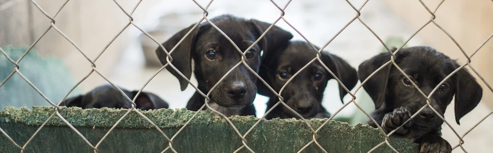 Black puppies waiting for adoption in a shelter