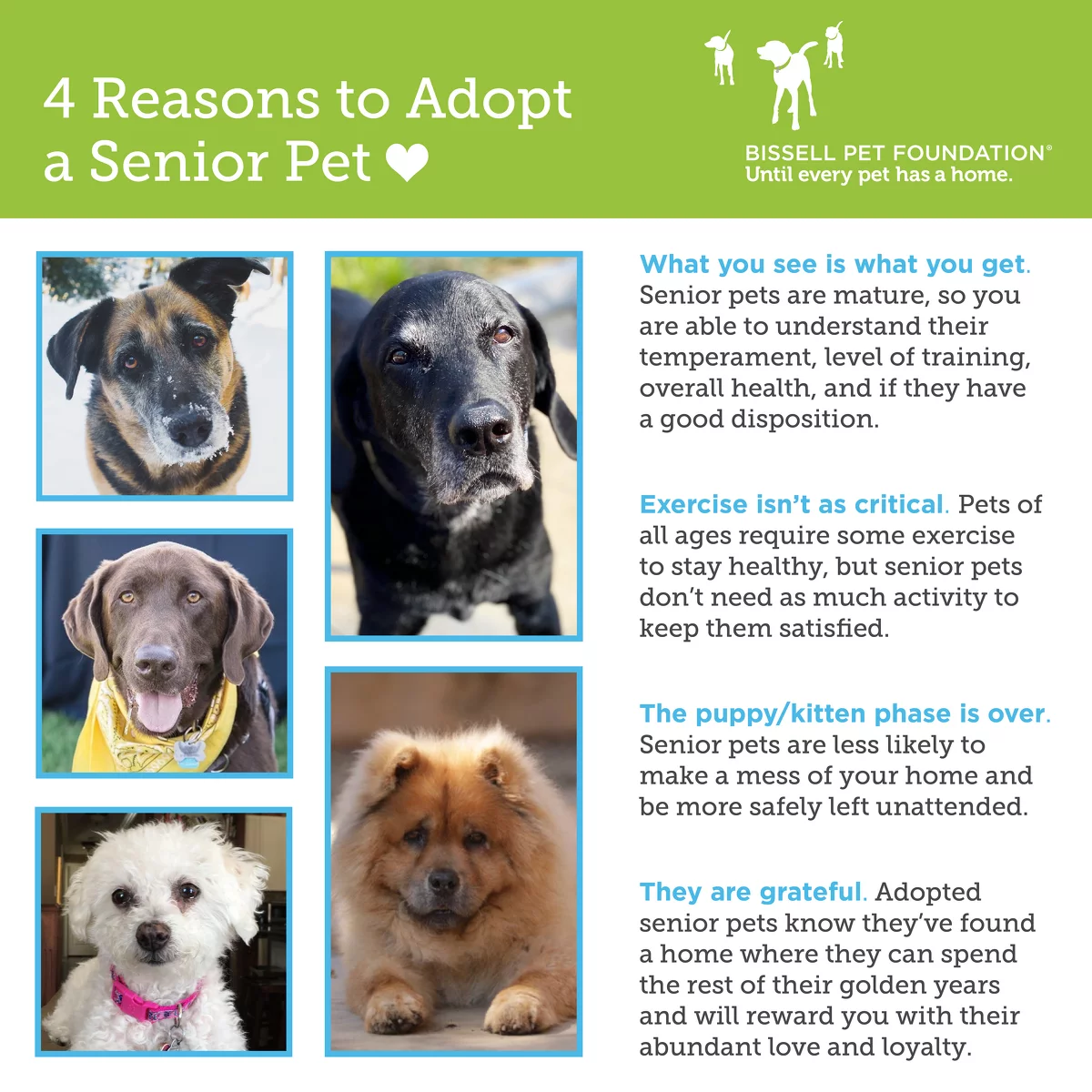 Reasons to adopt a senior pet