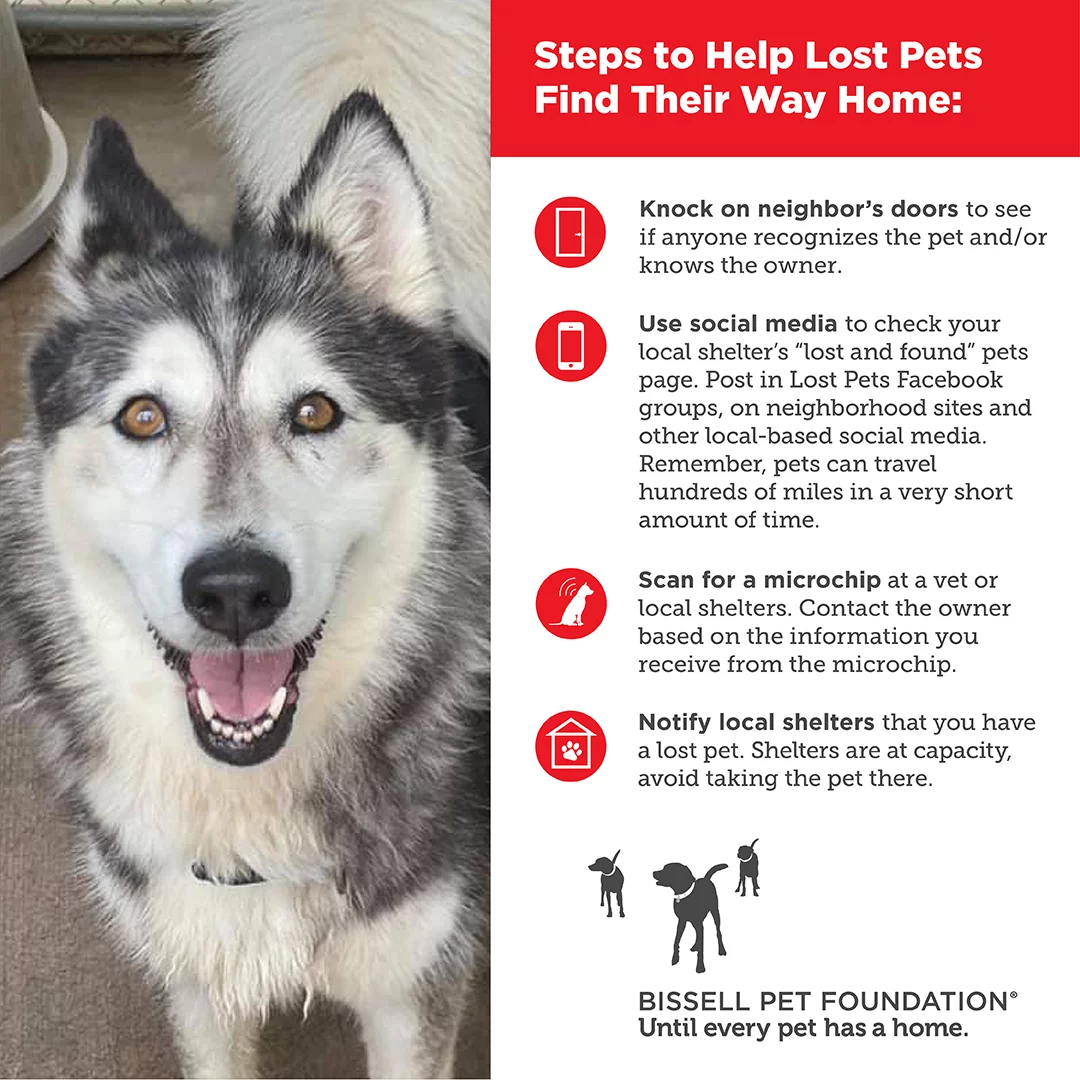 Steps to help a lost pet