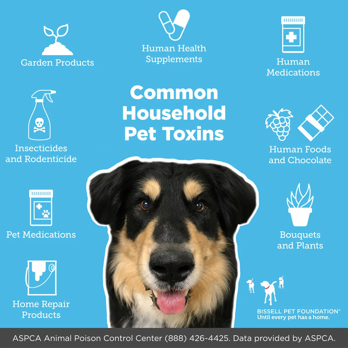 Common household pet toxins