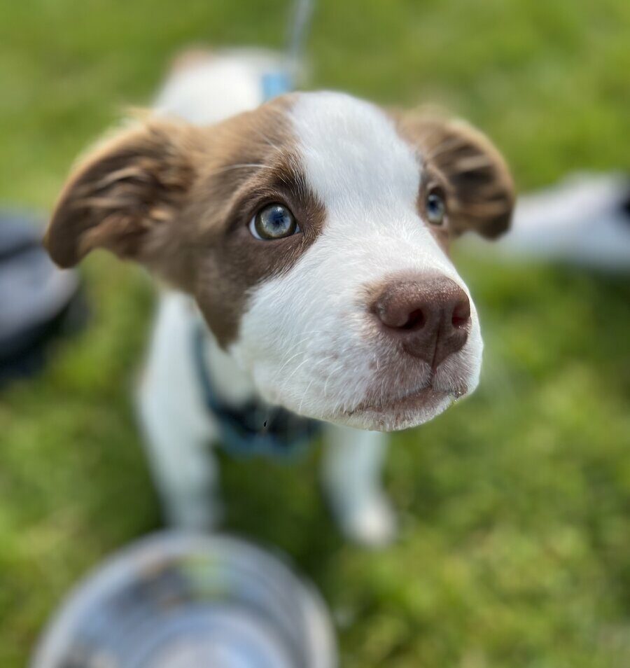 A close-up of a brown and white puppy with blue eyes looking upward, standing on green grass with a metal bowl nearby. The background is blurred.