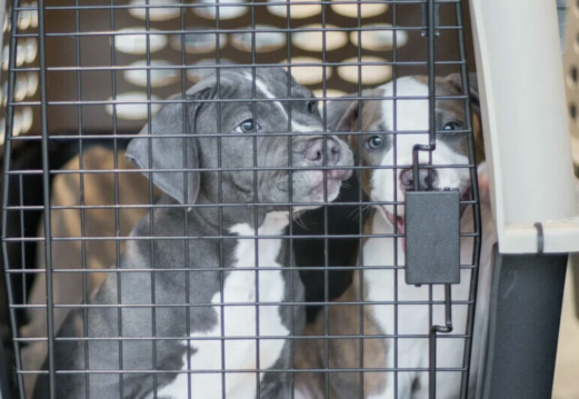 puppies in kennel