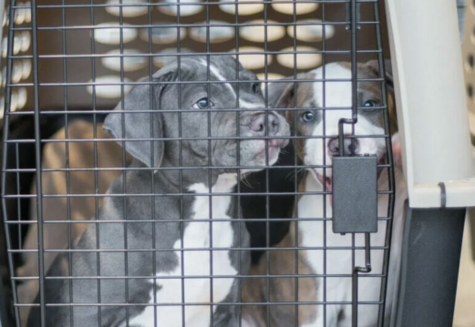 Two puppies sit closely together inside a pet crate, looking out through the metal bars with curious expressions. The crate is beige with ventilation holes in the background.