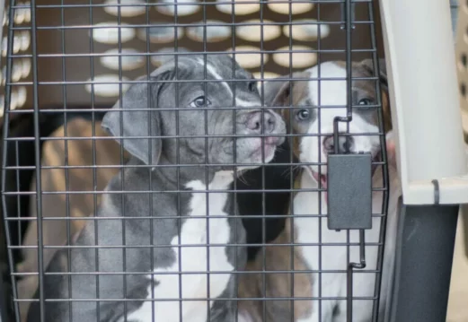 puppies in kennel