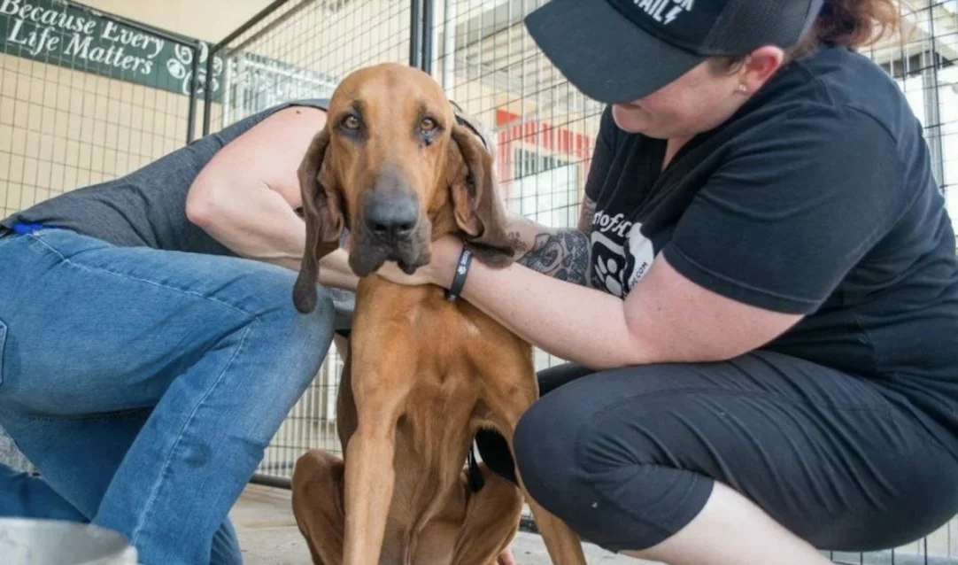 hound being microchipped