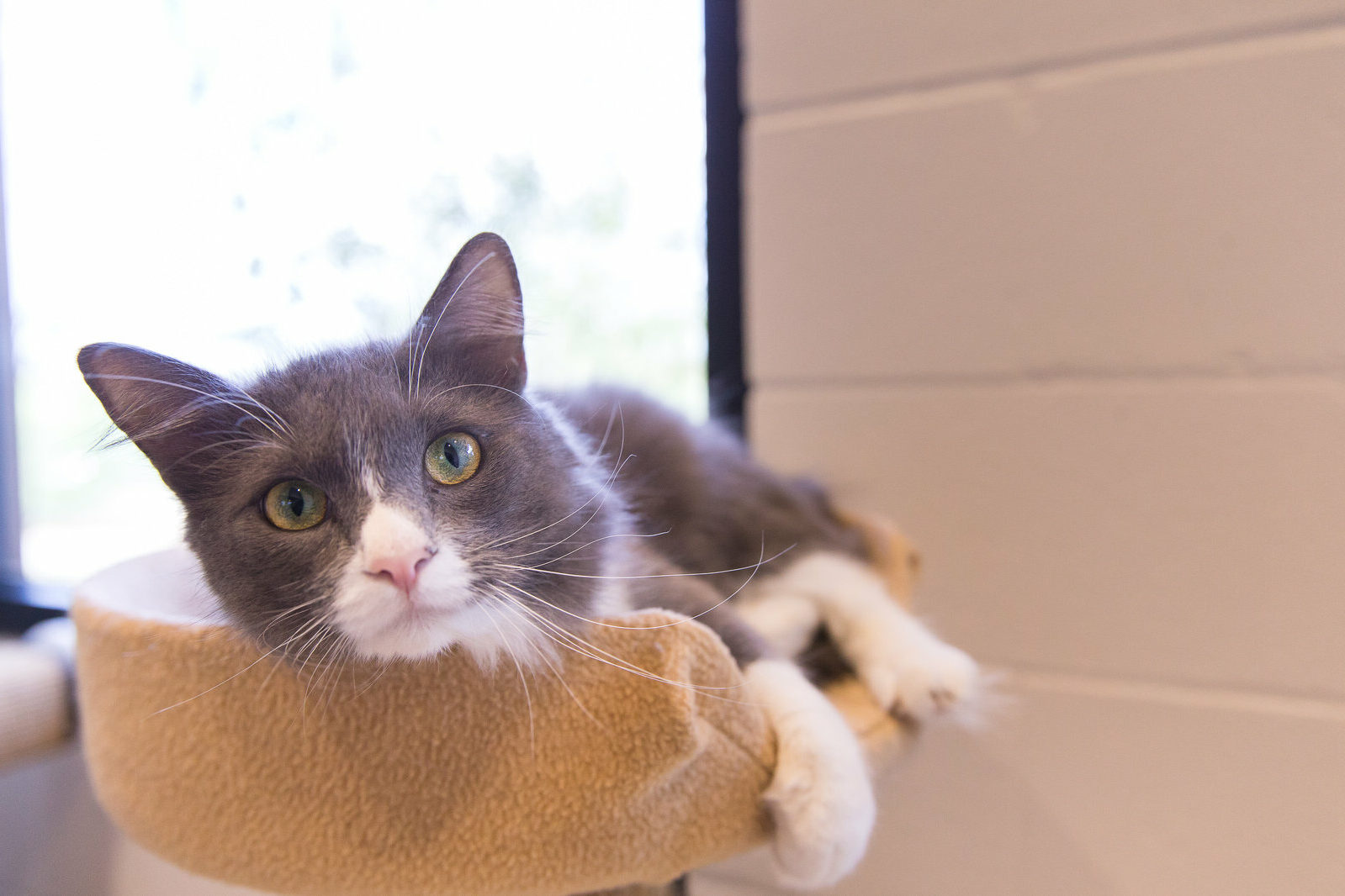 A gray and white cat with green eyes lounges on a beige cat perch, looking directly at the camera. The background shows a white wall and a sunlit window.