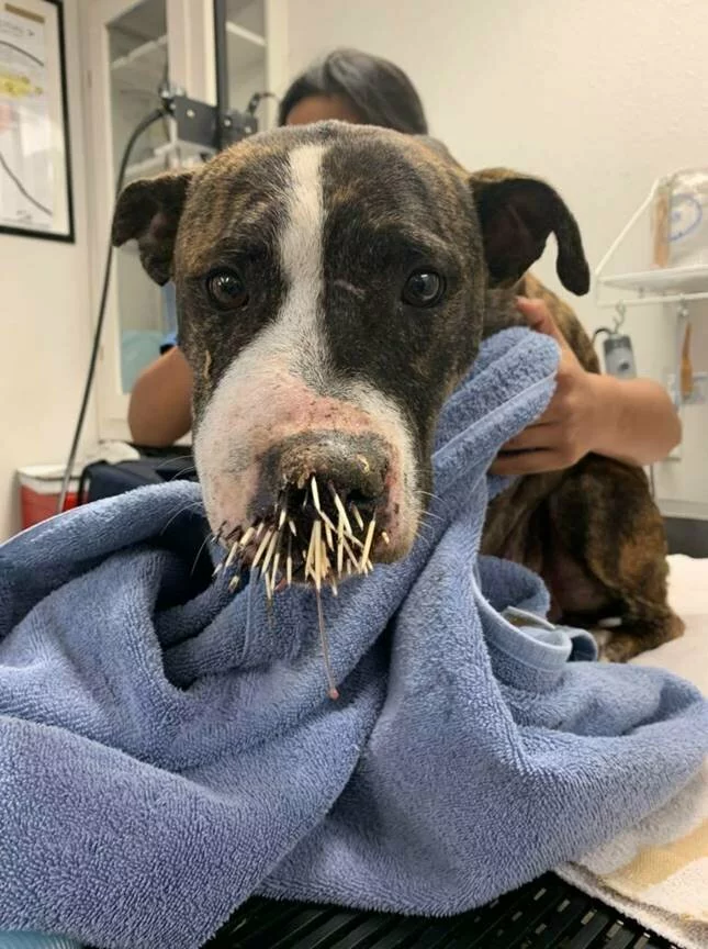 Black and white pit bull with porcupine quills in her face