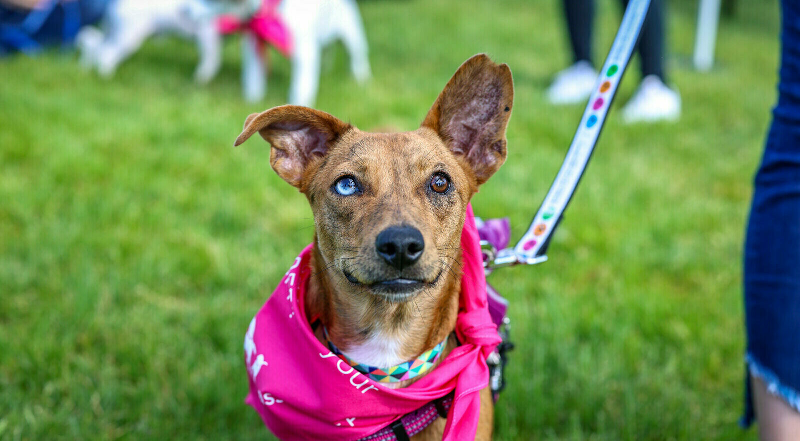 A brown dog with one blue and one brown eye wears a bright pink bandana and is on a colorful leash, standing on green grass with people and another dog blurred in the background.