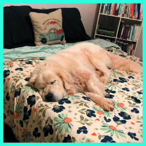 Great Pyrenees sleeping in his new bed