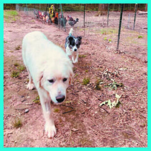 Great Pyrenees walking