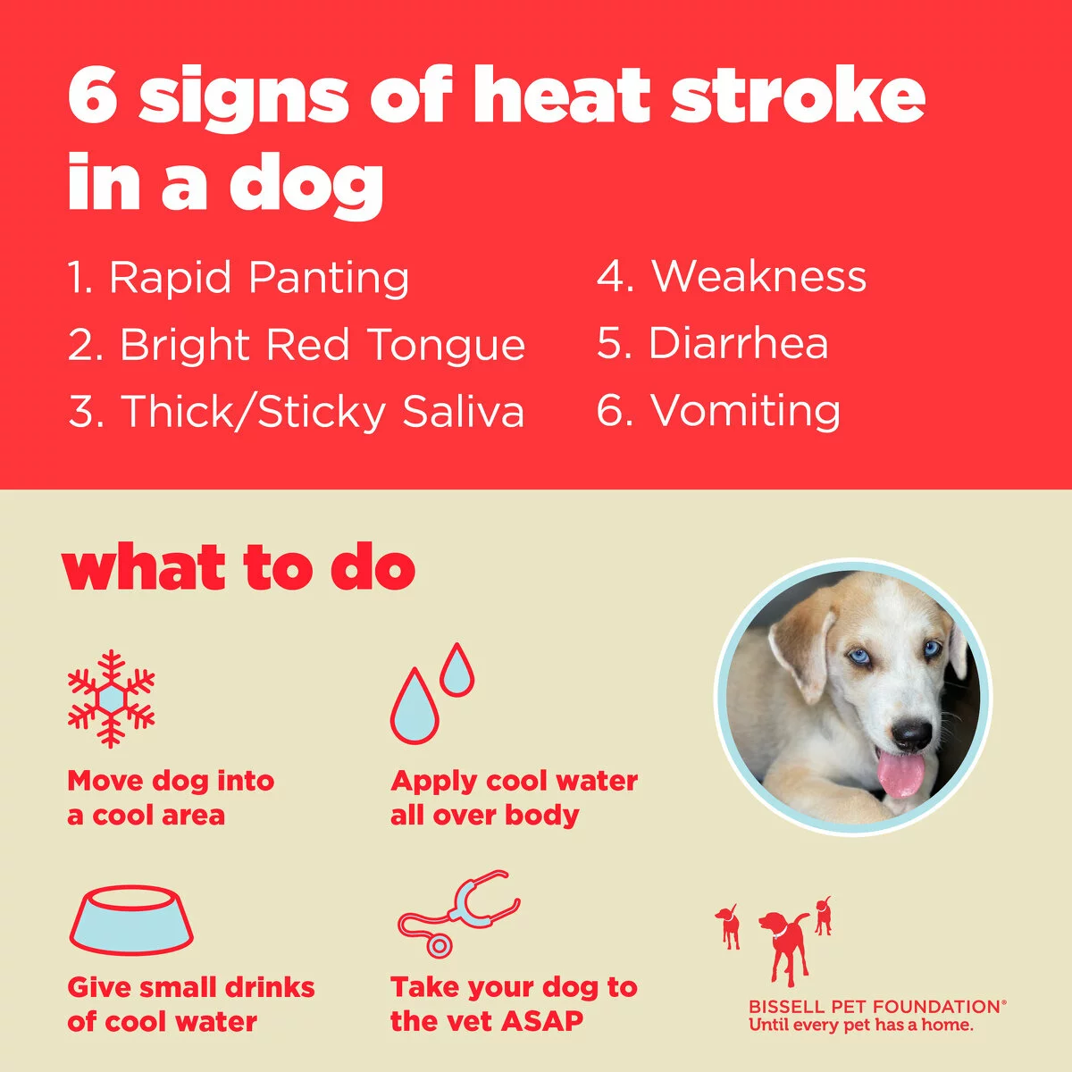 Signs of heatstroke in a dog