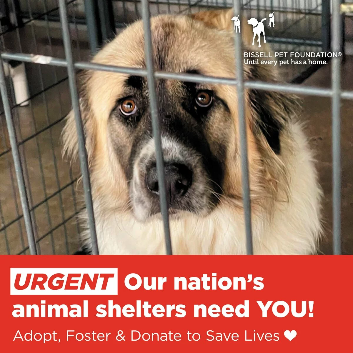 help our nation's shelters