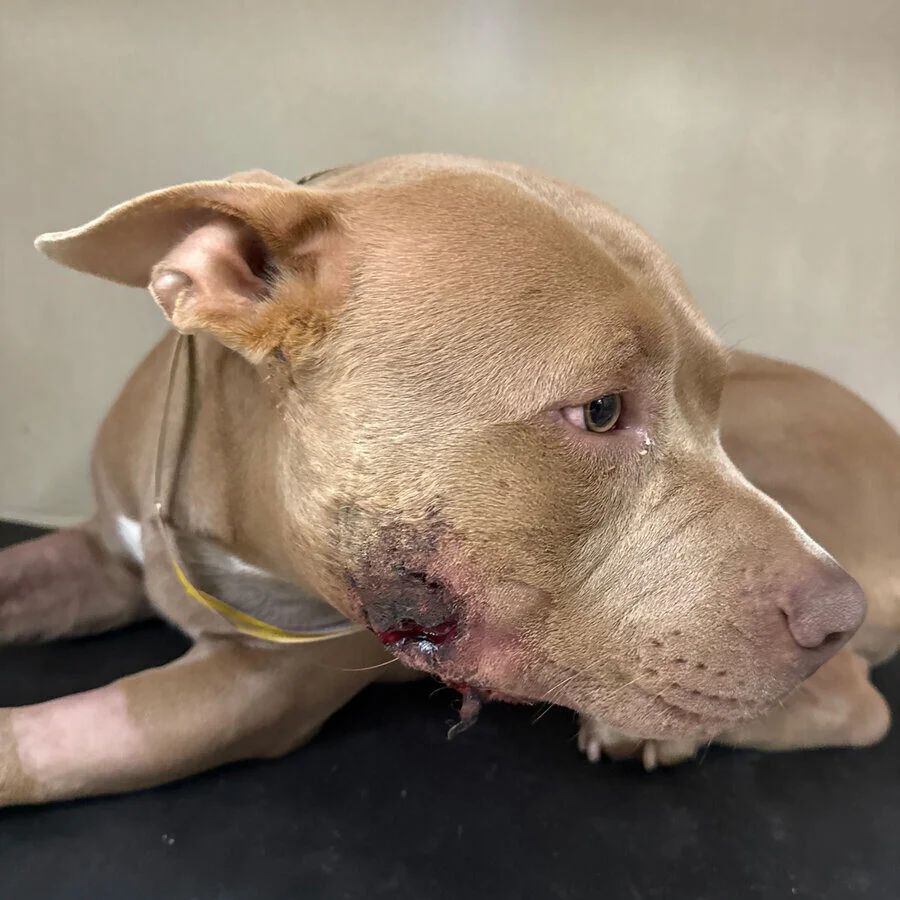 A brown dog with a yellow collar lies on a black surface, showing a wound with blood and swelling on its left cheek. The dog appears alert but slightly distressed.