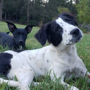 Big Sky Ranch Puppy