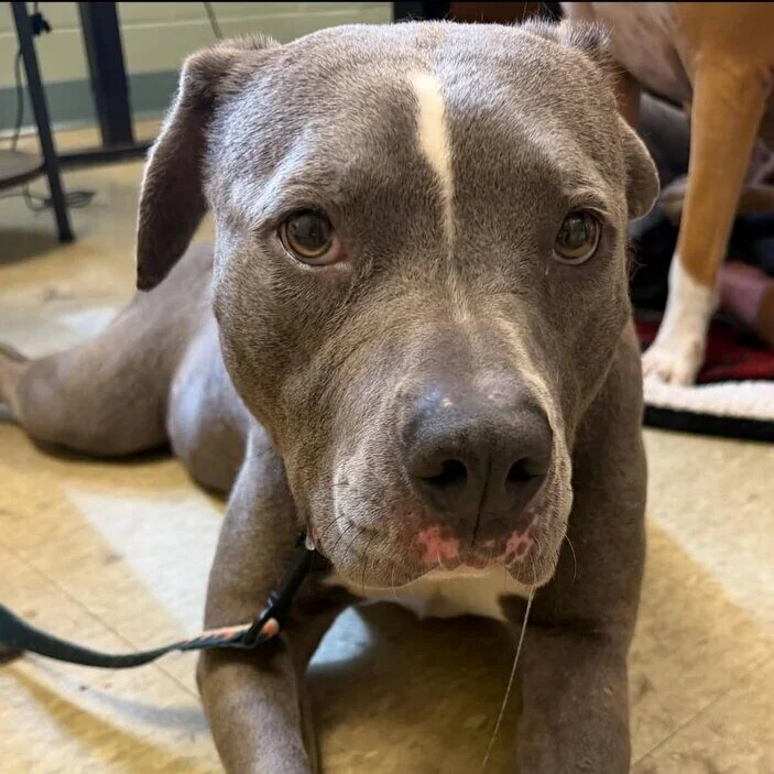A gray dog with white markings lies on the floor, looking up at the camera with gentle eyes. Its front paws are stretched forward, and it wears a leash. Another dogs legs are partially visible in the background.