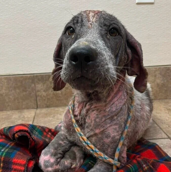 A dog with patchy fur and visible skin issues lies on a red and green plaid blanket in a tiled room, looking up with a hopeful expression.