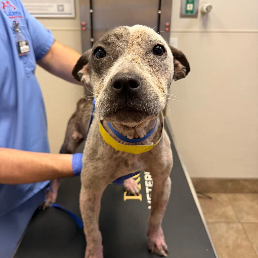 A small dog with a patchy coat stands on a vet exam table, wearing a yellow collar. A person in blue scrubs gently holds the dog. The room has beige walls and medical equipment.