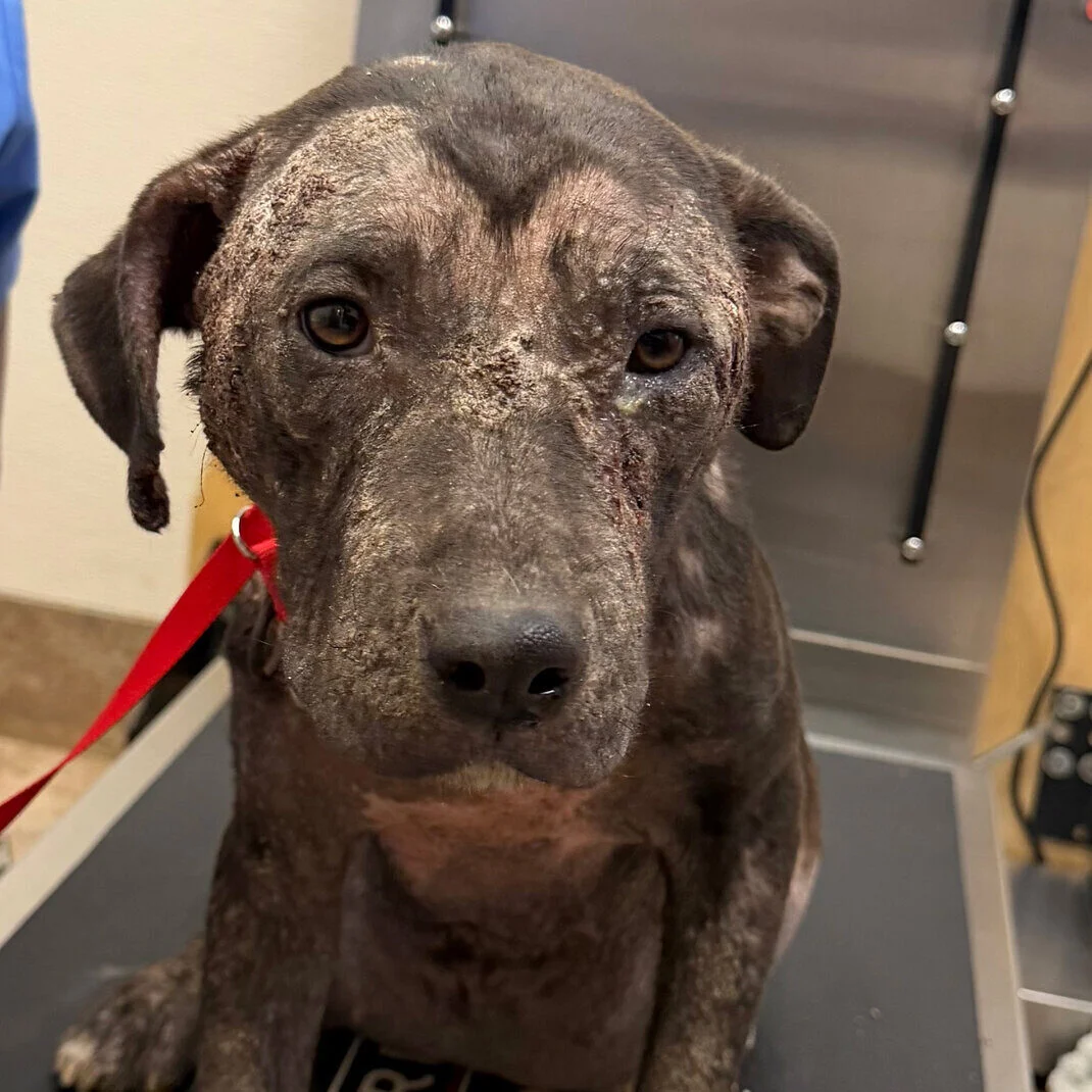 A dog with patchy fur loss, visible scabs, and a red leash sits on a veterinary examination table, looking up with sad eyes.