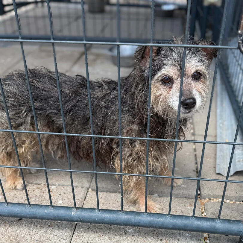 A small, scruffy dog with black and brown fur stands inside a metal cage, looking out through the bars. The ground is paved with concrete tiles and gravel.