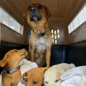 Hopi Clinic Puppies