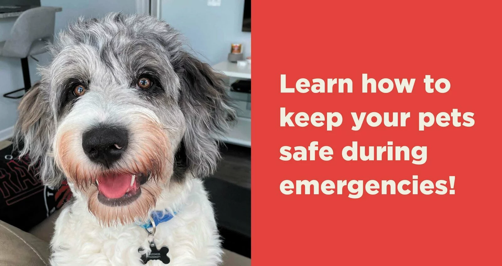 Learn how to keep your pets safe during emergencies