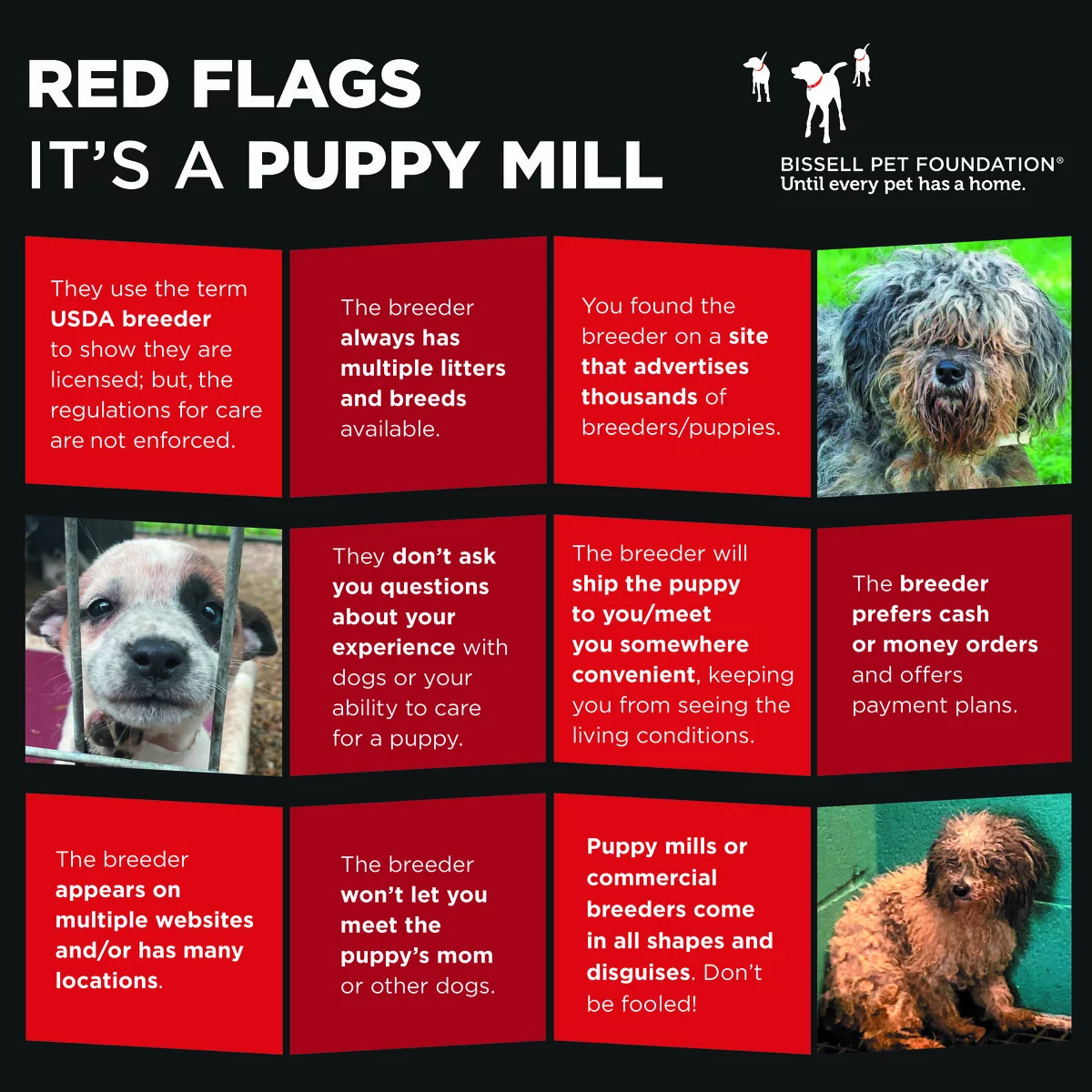 Red flags its a puppy mill