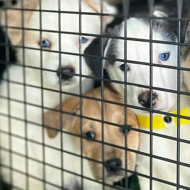 puppies in crate
