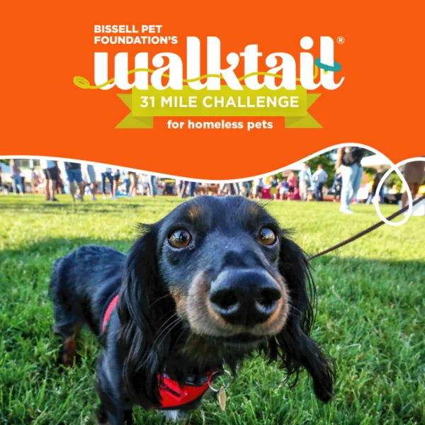 Walktail Challenge