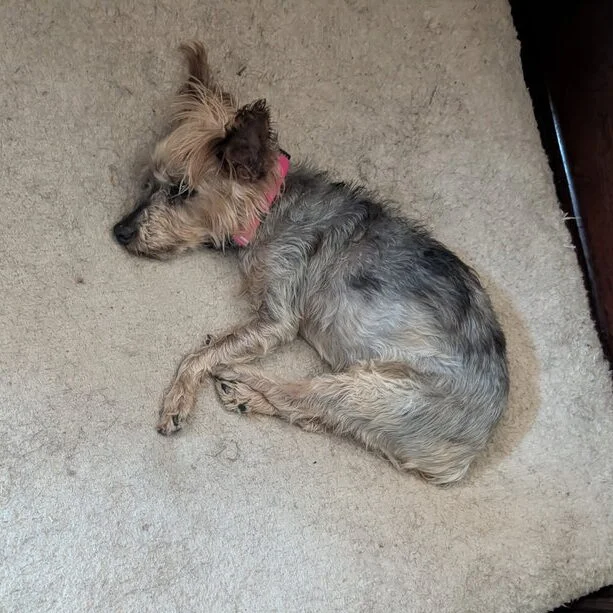A small, scruffy dog with gray and tan fur is lying curled up on a large, cream-colored rug near a wooden dresser and a brown door.