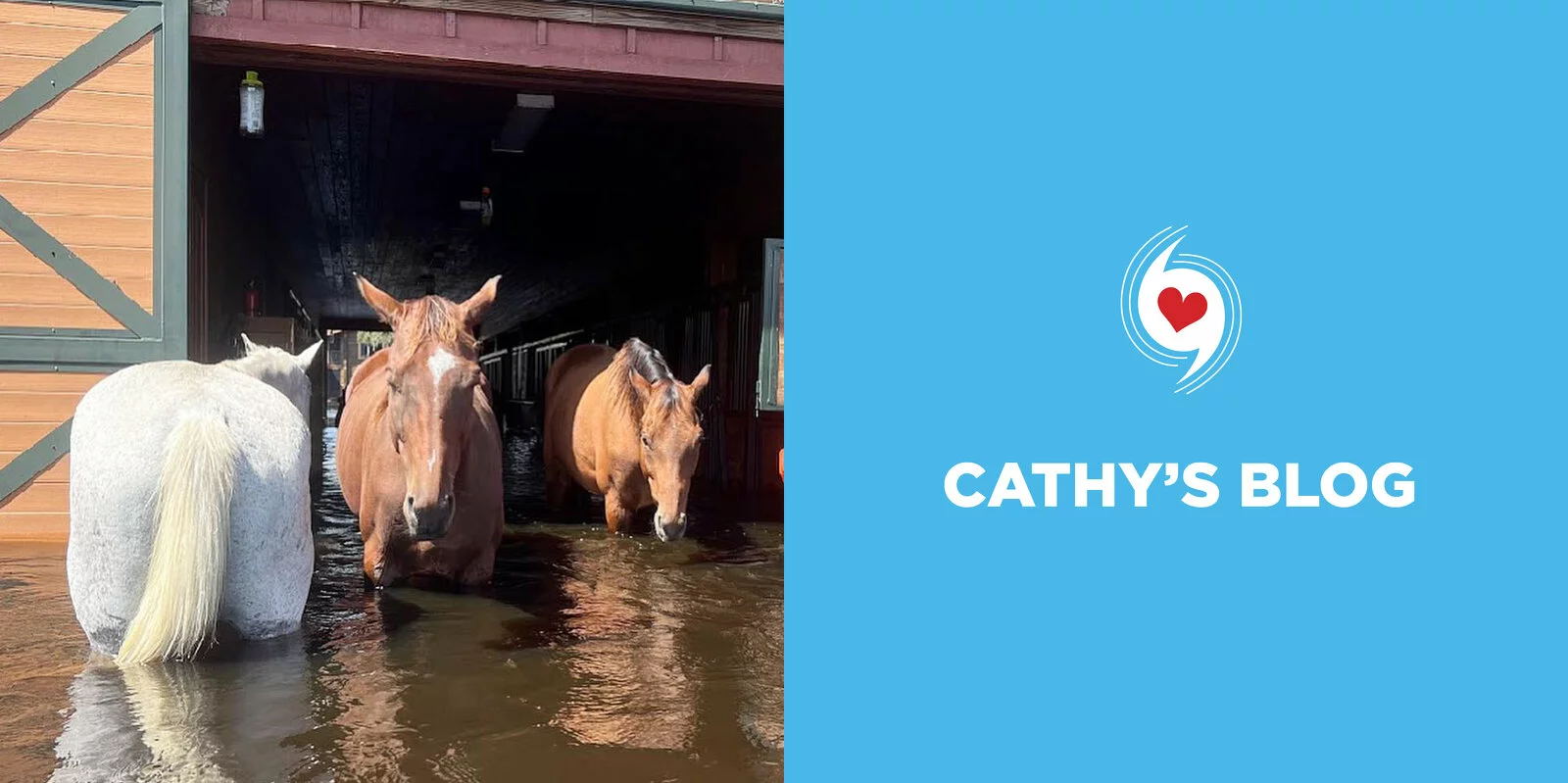 Horses Flooded by Hurricane Ian