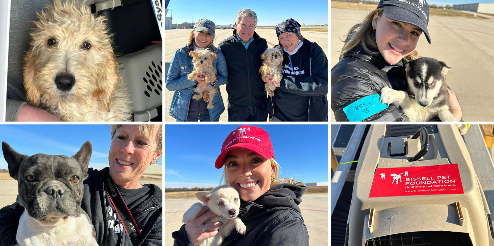 mill rescue puppies