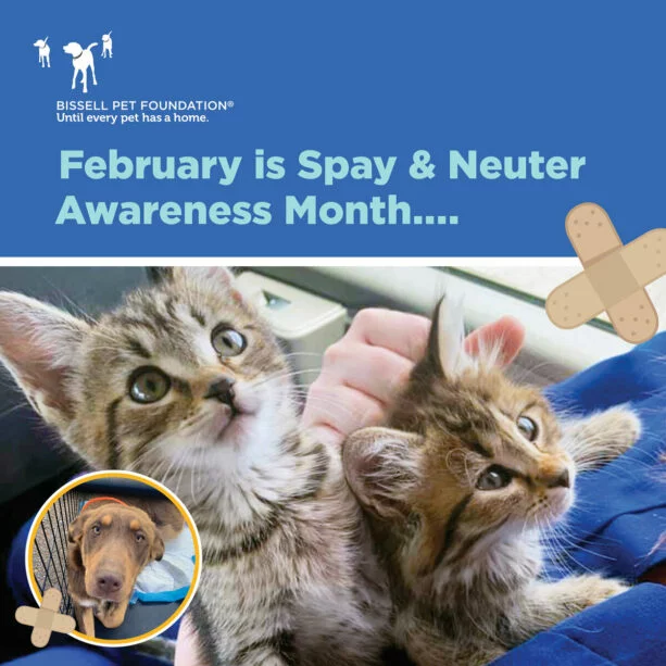 February is Spay/Neuter Awareness Month