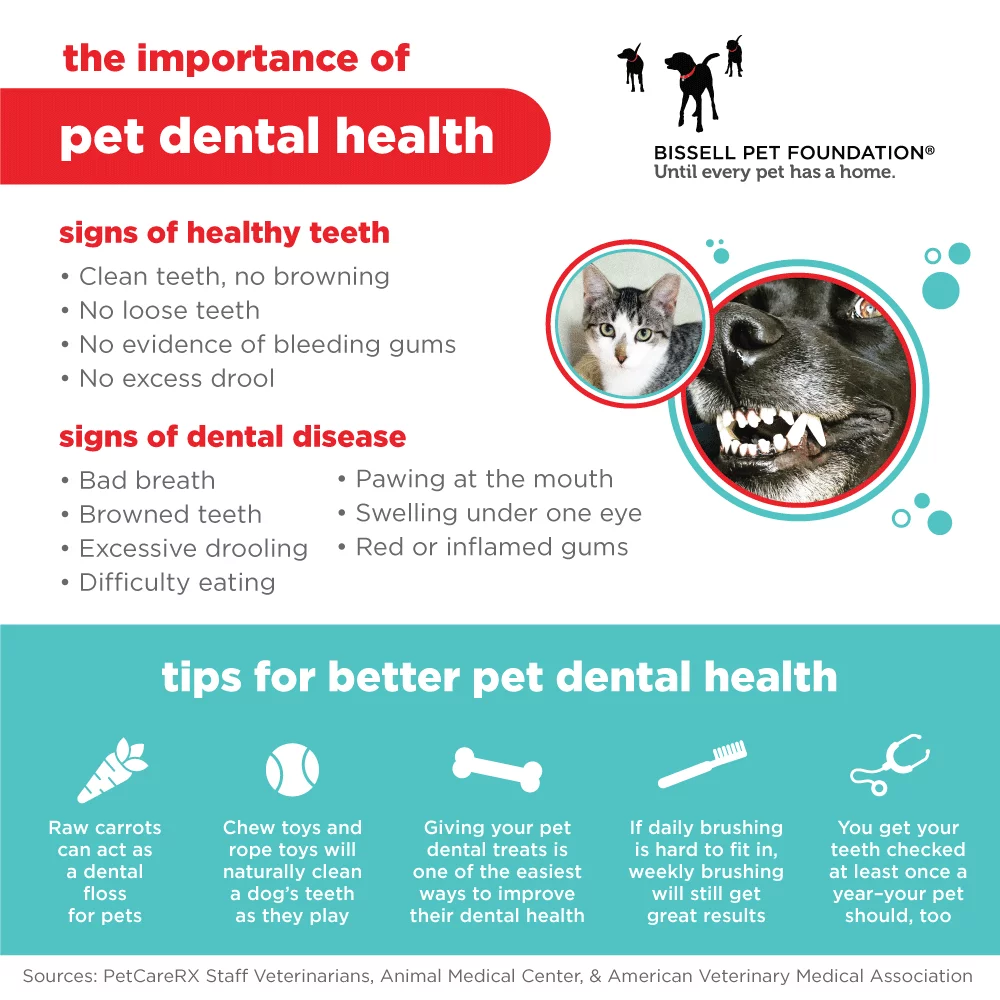 importance of pet dental health graphic
