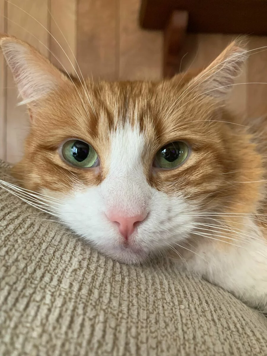 Longhaired orange and white cat with green eyes