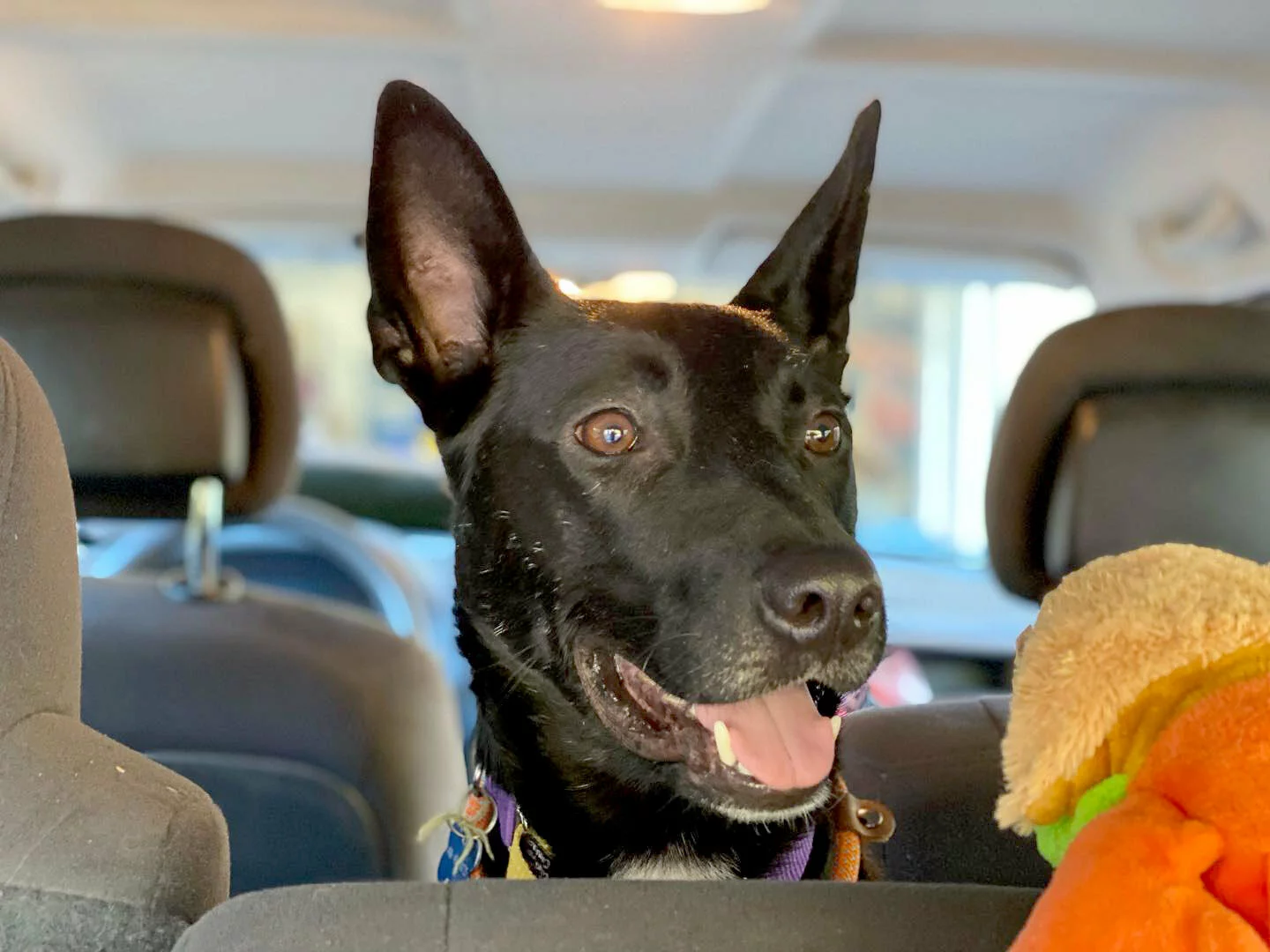 Black dog smiling from the backseat of a car.