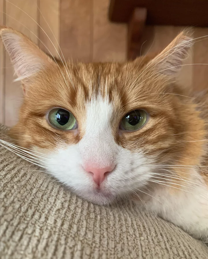 Orange and white cat with green eyes