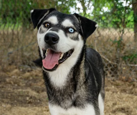 Husky mix with one blue eye smiling with tongue out.