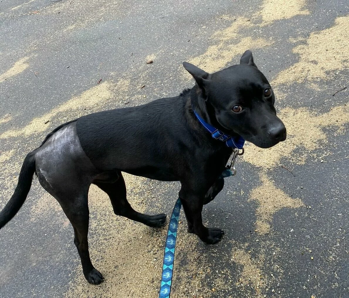 Black dog with shaved hind limb