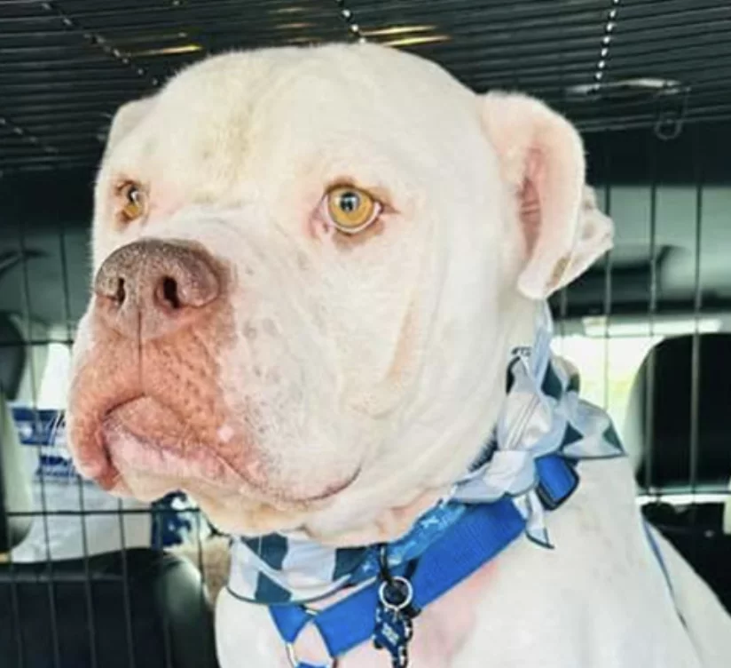 White pitbull mix with light brown eyes riding in a car.