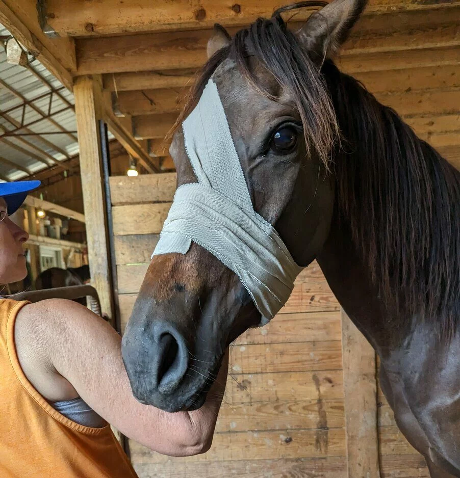 Bay horse with bandage around her face.