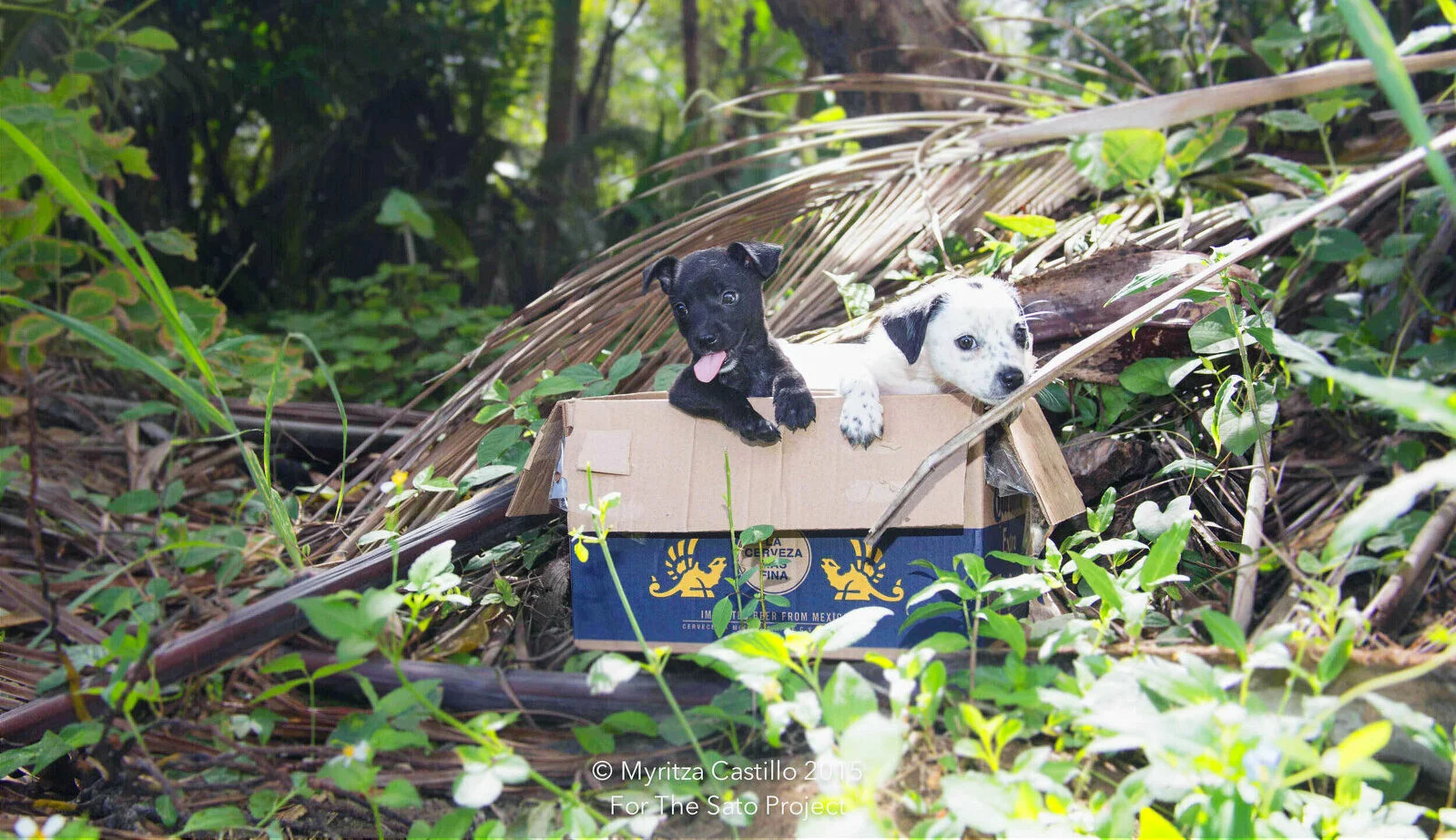 PR puppies in box